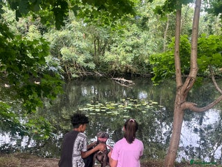 Staffordshire Bull Terrier dogs - Advert 3