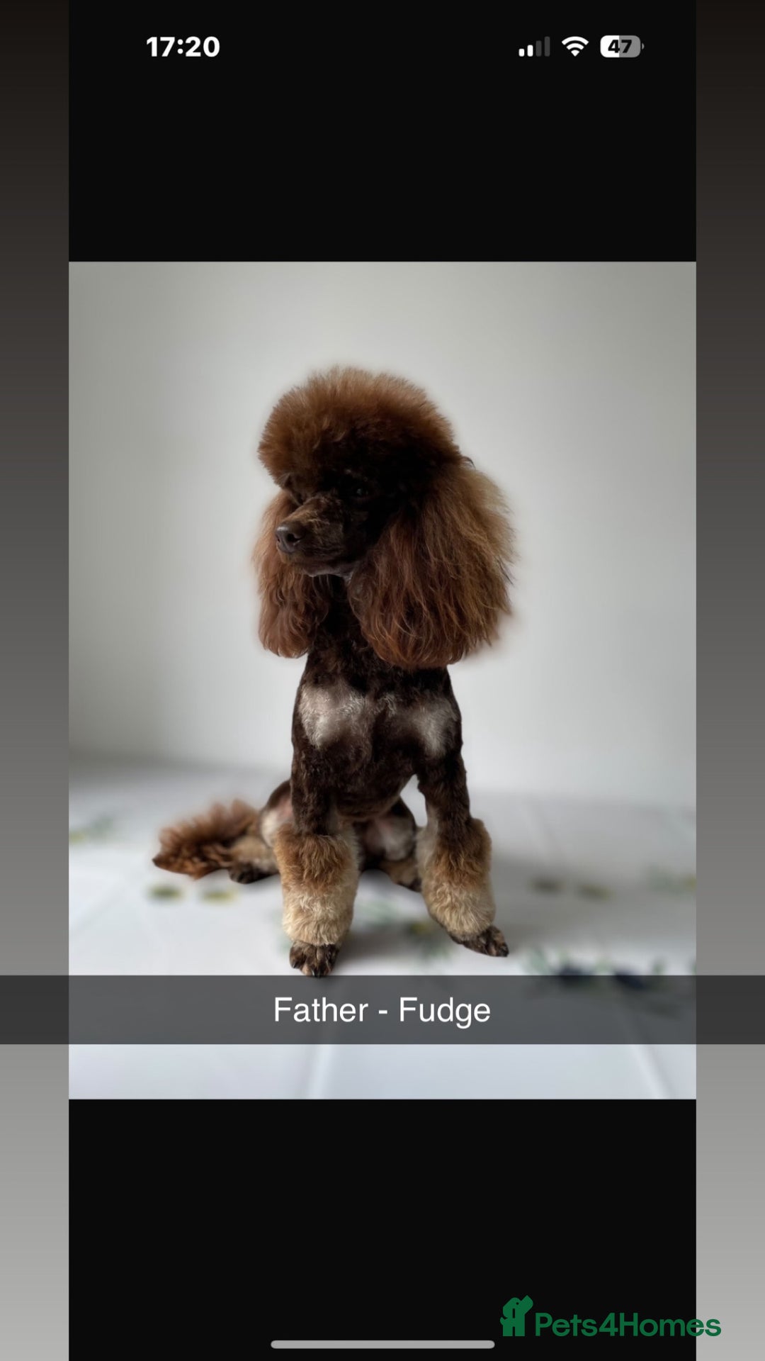 Cockapoo dogs for sale: Beautiful F2B Cockapoo Puppies - Image 2