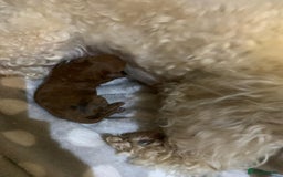 Toy Poodle dogs for sale: One of a kind deep red toy poodle boy - Image 3