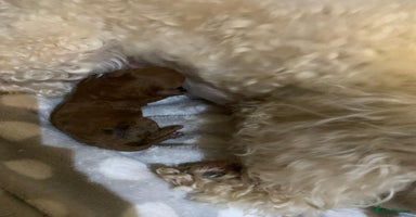 Toy Poodle dogs - Advert 1