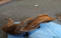 Mixed Breed cats for sale: 2 beautiful female lovely kittens and playfull - Image 18
