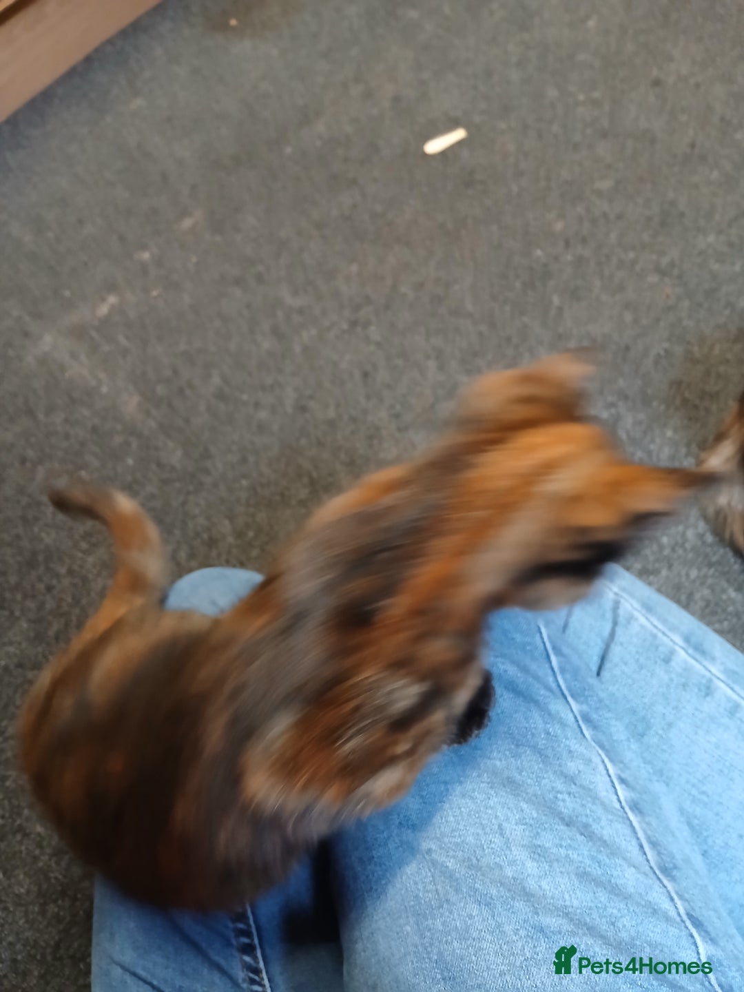 Mixed Breed cats for sale: 2 beautiful female lovely kittens and playfull - Image 18