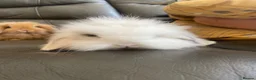 Mini Lop rabbits for sale: Mini Lops and Mini Lion Lops. Unusual colours. - Advert 8