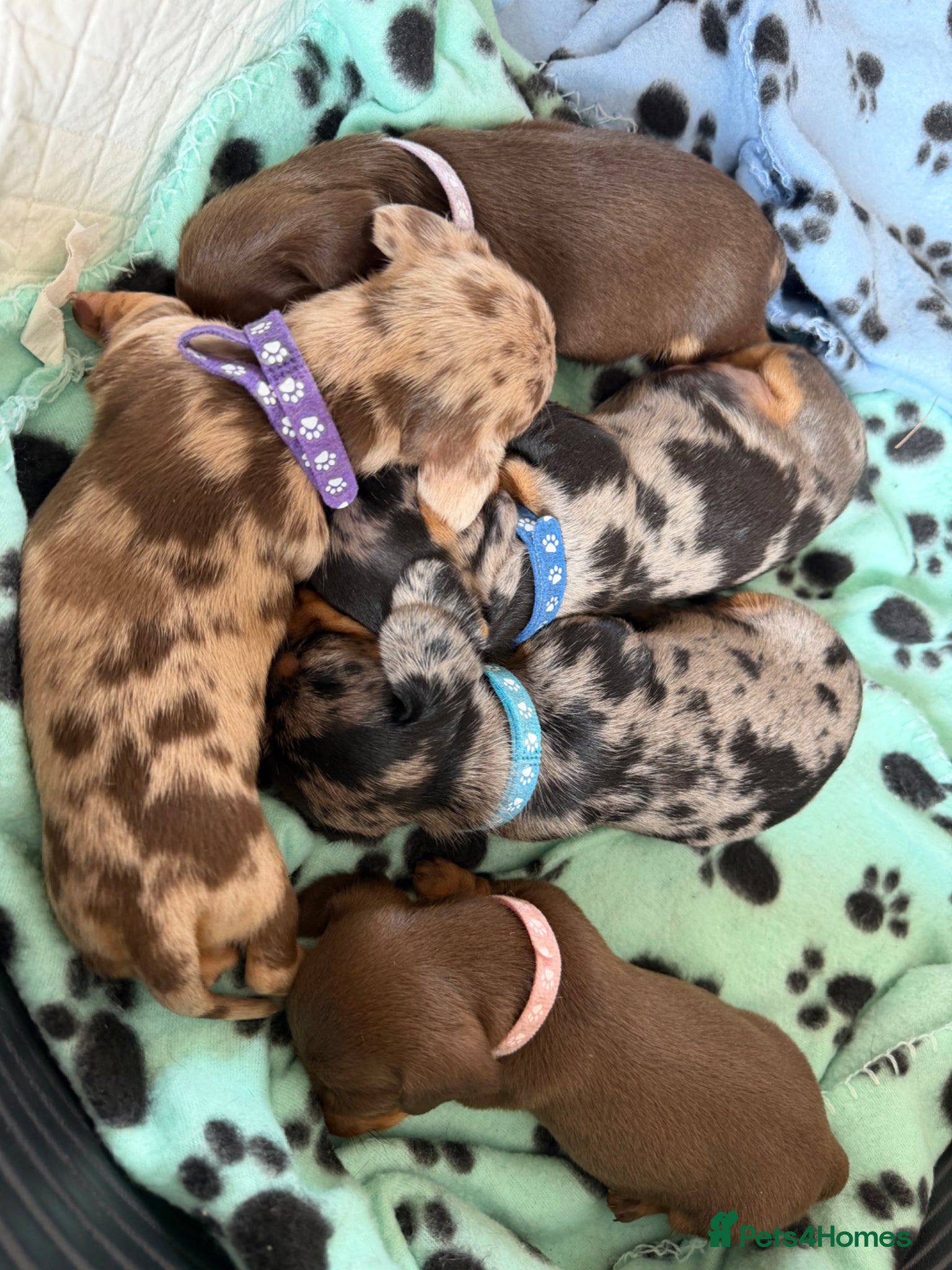 Miniature Dachshund dogs Miniature dauchunds  - Advert 5