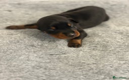 Dobermann dogs for sale: 🌟🌟KC Dobermanns - 38+ Champions in Bloodline🌟🌟 in London - Image 14