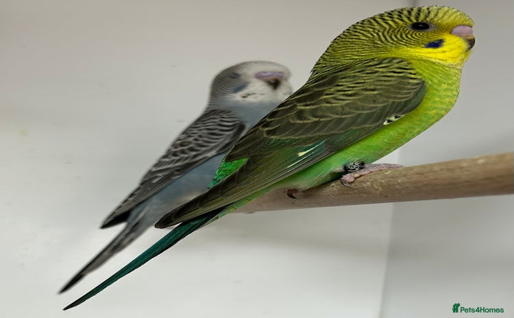 Budgerigars birds - Advert 4