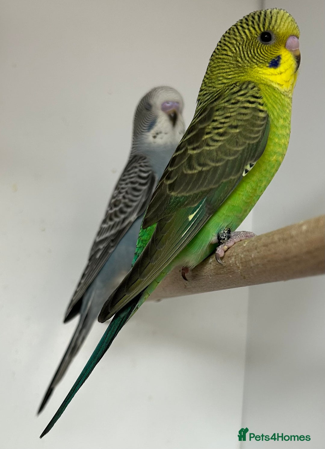 Budgerigars birds for sale: Budgerigars for sale mixed ages mixed genders - Image 1