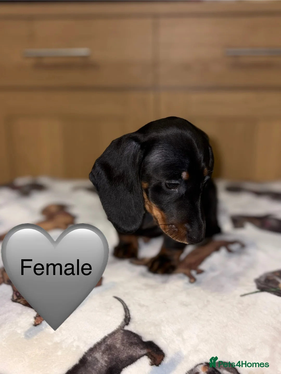 Miniature Dachshund dogs for sale: Stunning Black and Tan smooth fur dachshund pups - Advert 10