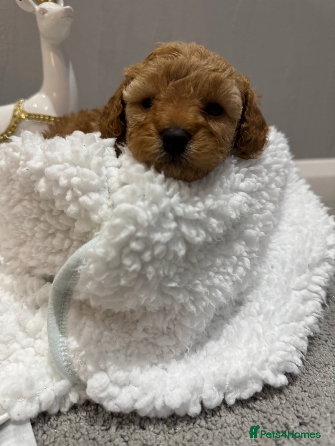 Toy Poodle dogs for sale: Toy Poodle  - Advert 11