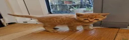 British Shorthair cats for sale: Beautiful British short hair babies Glasgow  - Advert 3