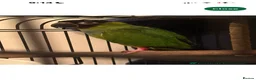 Conures birds for sale: Black capped conure - Advert 2