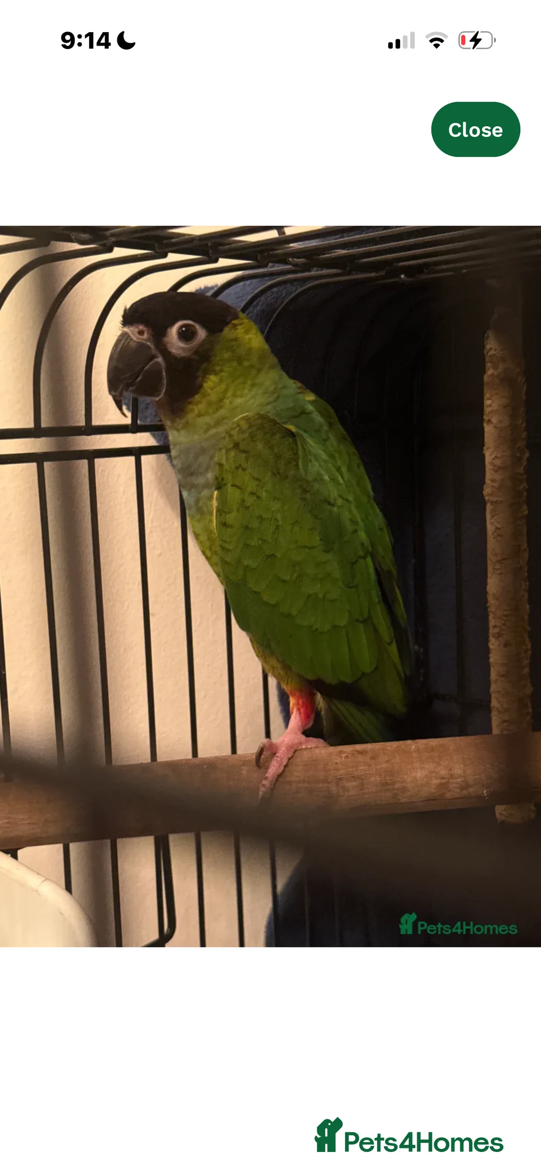 Conures birds for sale: Black capped conure - Advert 2
