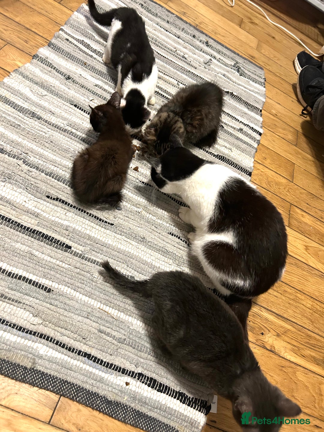 Mixed Breed cats for sale: 4 beautiful kitten for sale  - Advert 6