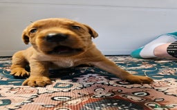 Labrador Retriever dogs for sale: KC REG Stunning Litter Fully Health Tested Parents - Image 23