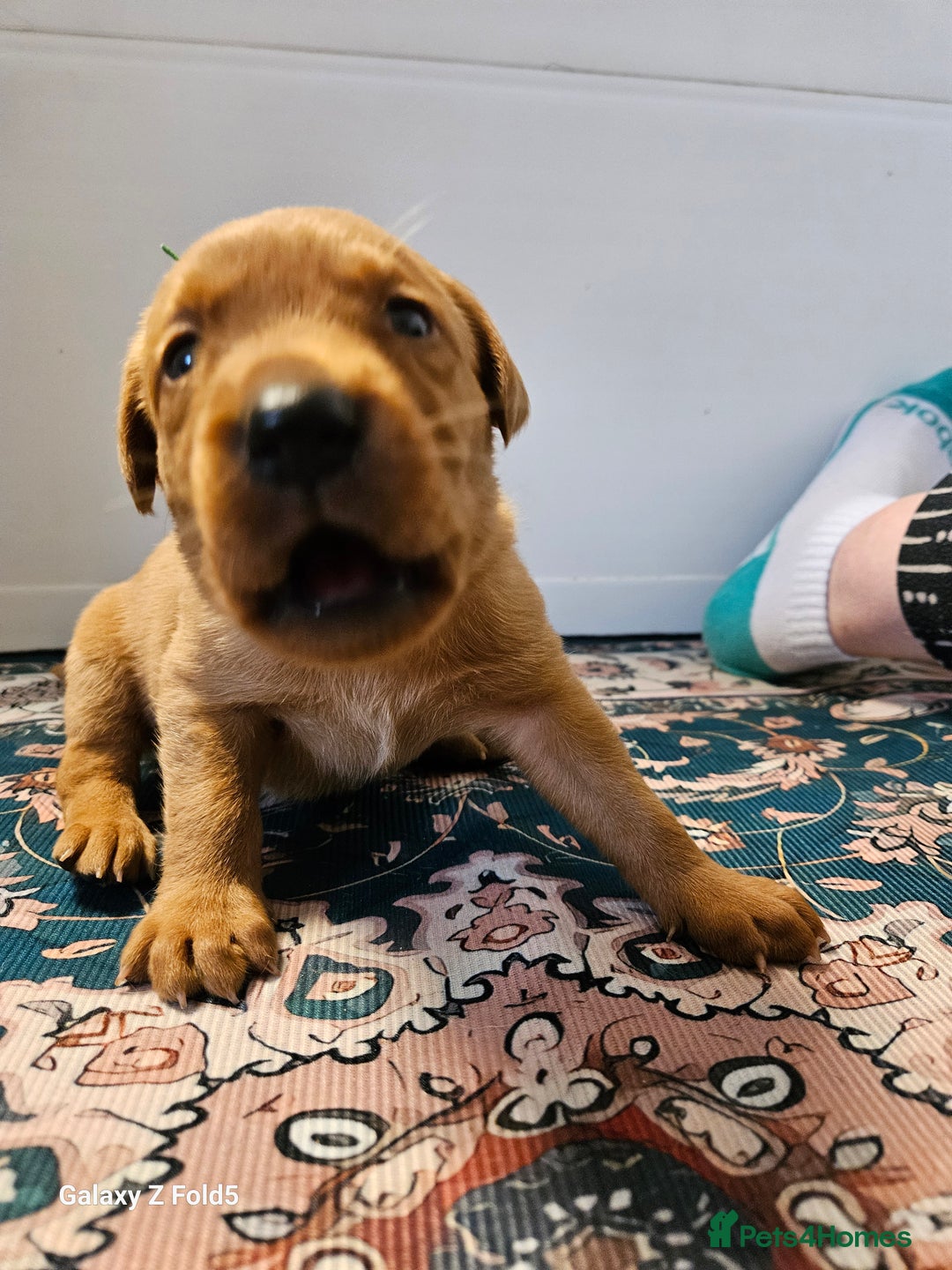 Labrador Retriever dogs for sale: KC REG Stunning Litter Fully Health Tested Parents - Image 23