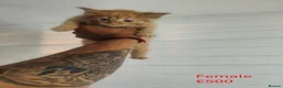 Maine Coon cats for sale: 🐾 6 BEAUTIFUL KITTENS LOOKING FOR LOVING HOMES 🐾 - Advert 6