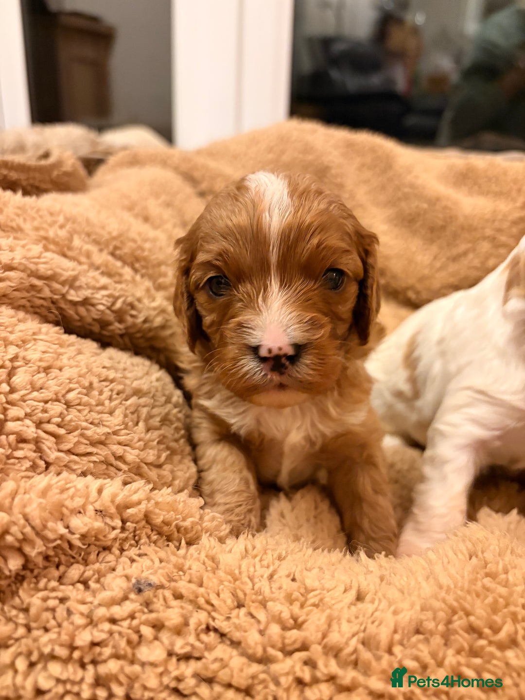 Cavapoo dogs for sale: Stunning F1 Toy Cavapoo puppies  - Advert 4