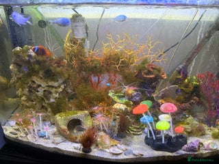 Other/Mixed Breed fish Full marine setup - Advert 2