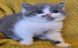 British Shorthair cats for sale: ONE GIRL LEFT GCCF reg BSH kittens - Image 27