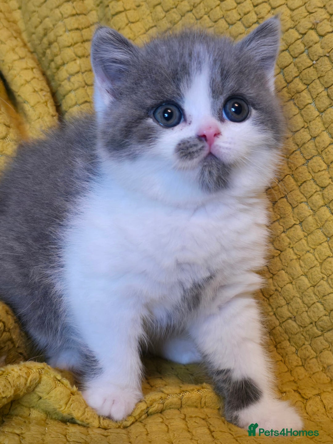 British Shorthair cats for sale: ONE GIRL LEFT GCCF reg BSH kittens - Image 27
