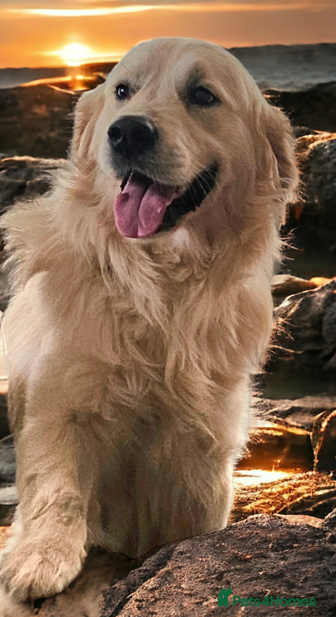 Golden Retriever dogs for stud:   ICT CLEAR Proven Golden Retriever for stud in Manchester - Advert 2