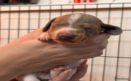 Miniature Dachshund dogs for sale: Stunning Miniature Piebald/Isabella Dachshunds 💙  - Advert 9