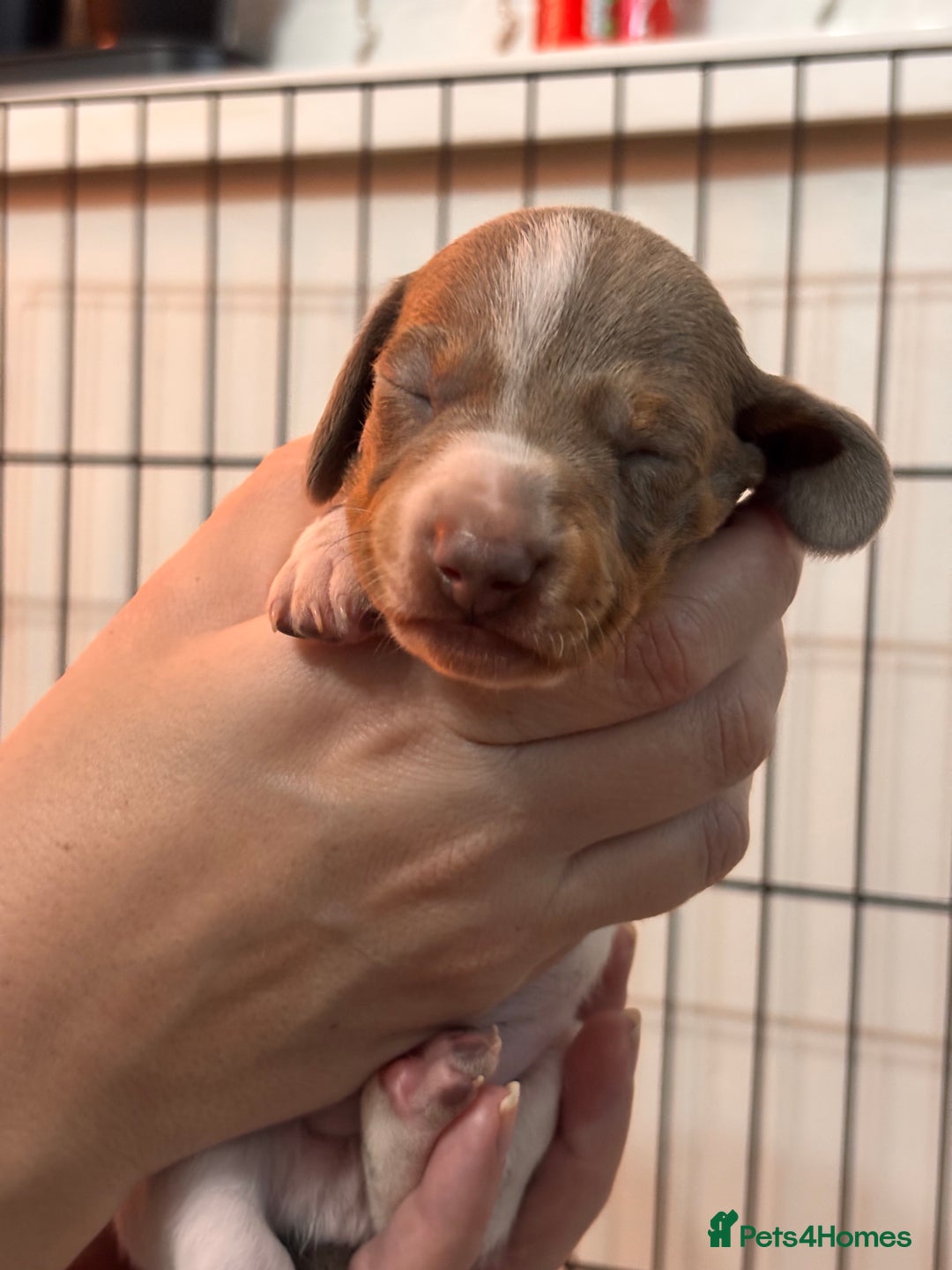 Miniature Dachshund dogs for sale: Stunning Miniature Piebald/Isabella Dachshunds 💙  - Advert 9