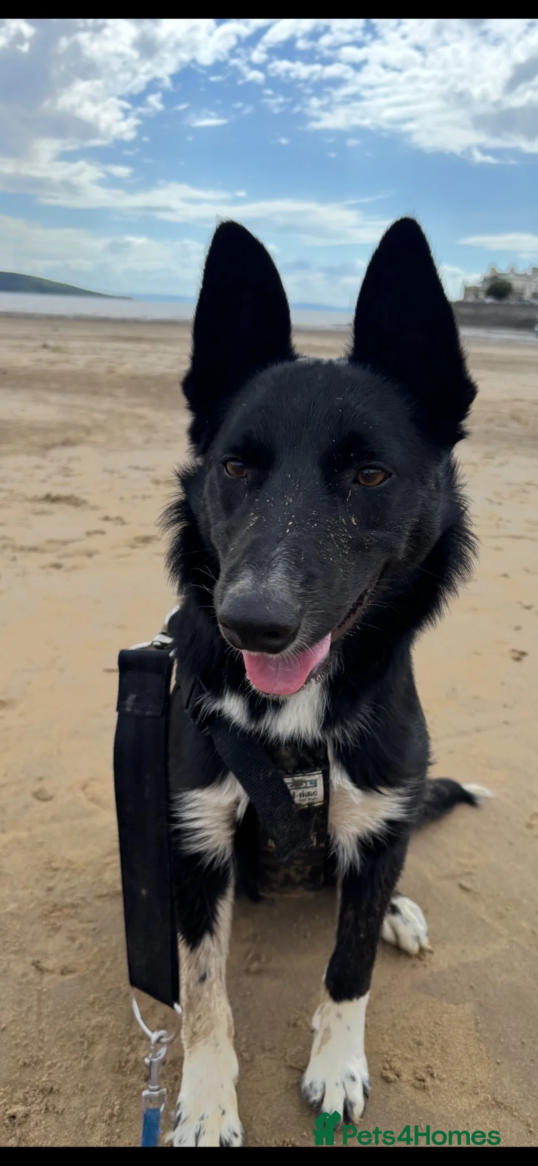 Mixed Breed dogs for sale: Border collie puppy in Stratford-upon-Avon - Advert 1
