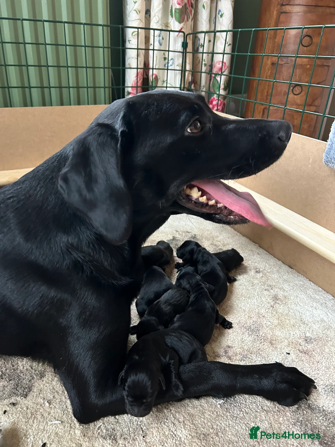 Labrador Retriever dogs for sale: Beautiful black puppies from excellent pedigree. - Advert 4