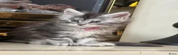 Maine Coon cats for sale: Beautiful Maine coon babies - Advert 13