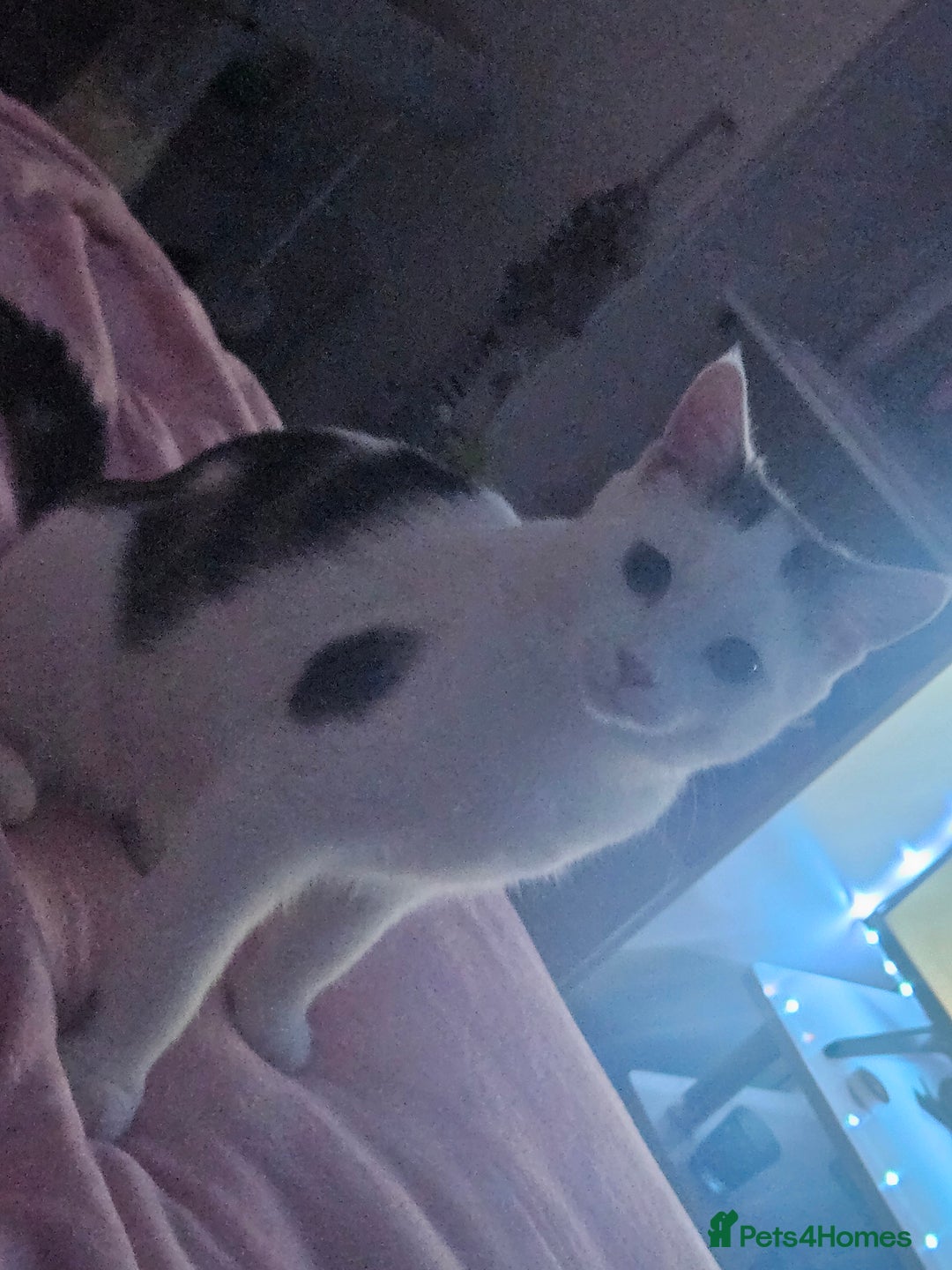 Domestic Shorthair cats for sale: Loving 5 month old kitten for sale  - Image 2
