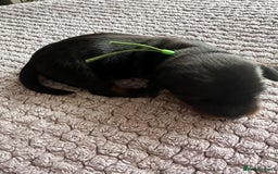 Miniature Dachshund dogs for sale: Stunning litter of 4 KC Reg puppies  - Image 5