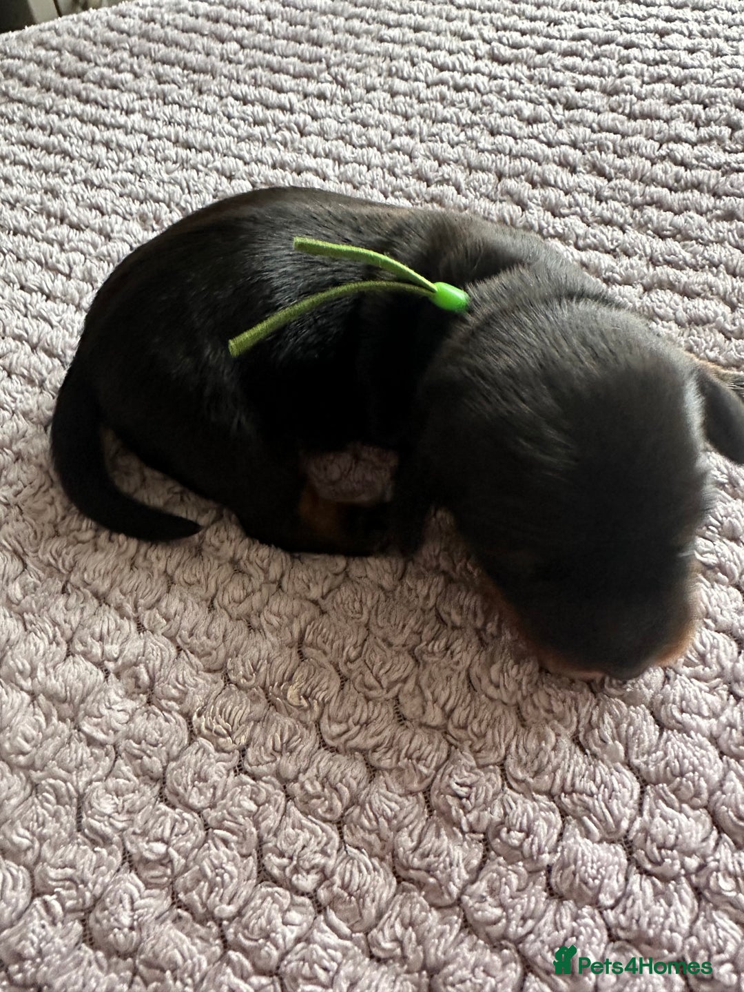 Miniature Dachshund dogs for sale: Stunning litter of 4 KC Reg puppies  - Image 5