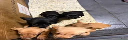 Labrador Retriever dogs for sale: Full Labrador Puppies   - Advert 15