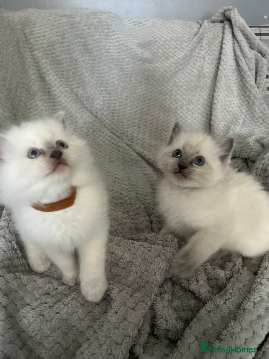 Ragdoll cats for sale: Stunning Ragdoll Kittens - Ready to leave - Image 5