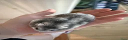 Hamster rodents for sale: Female Russian dwarf - Advert 3