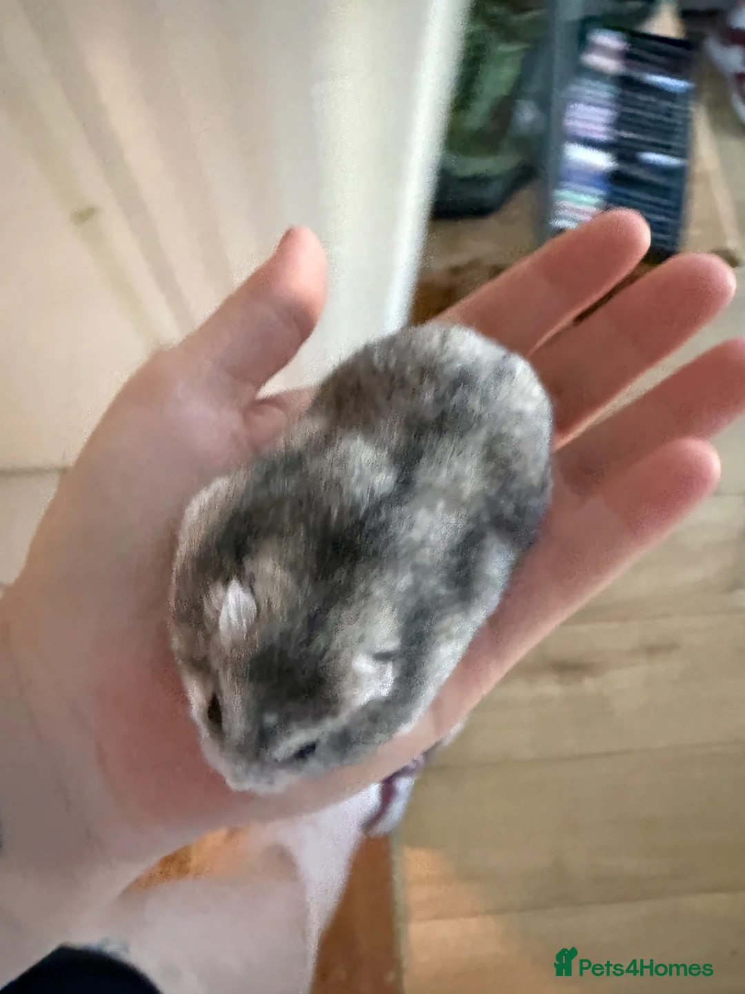Hamster rodents for sale: Female Russian dwarf - Advert 3