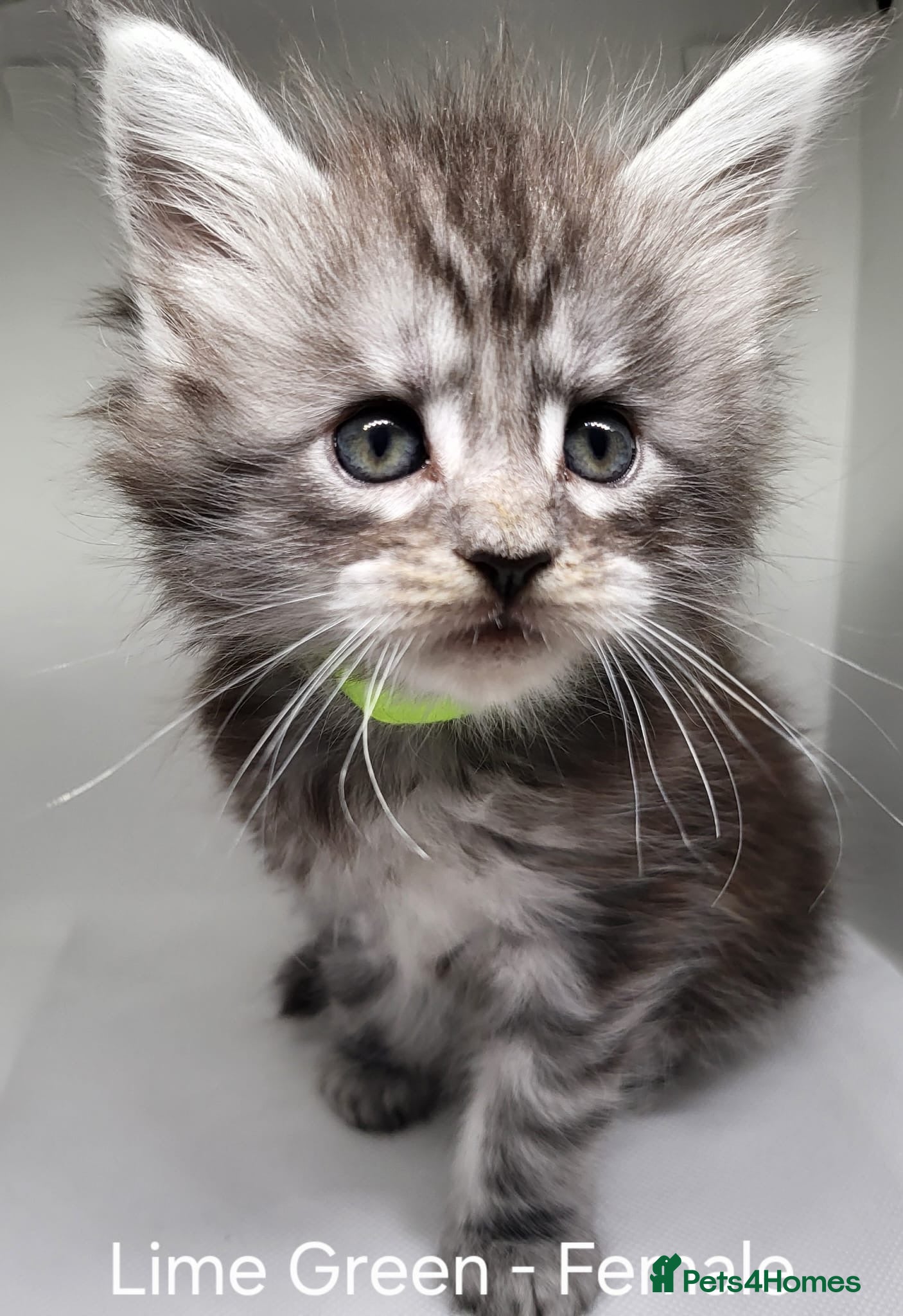 Maine Coon cats Maine Coon Kittens For Sale (Ready Soon) - Advert 1