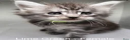 Maine Coon cats for sale: Maine Coon Kittens For Sale (Ready Soon) - Advert 1