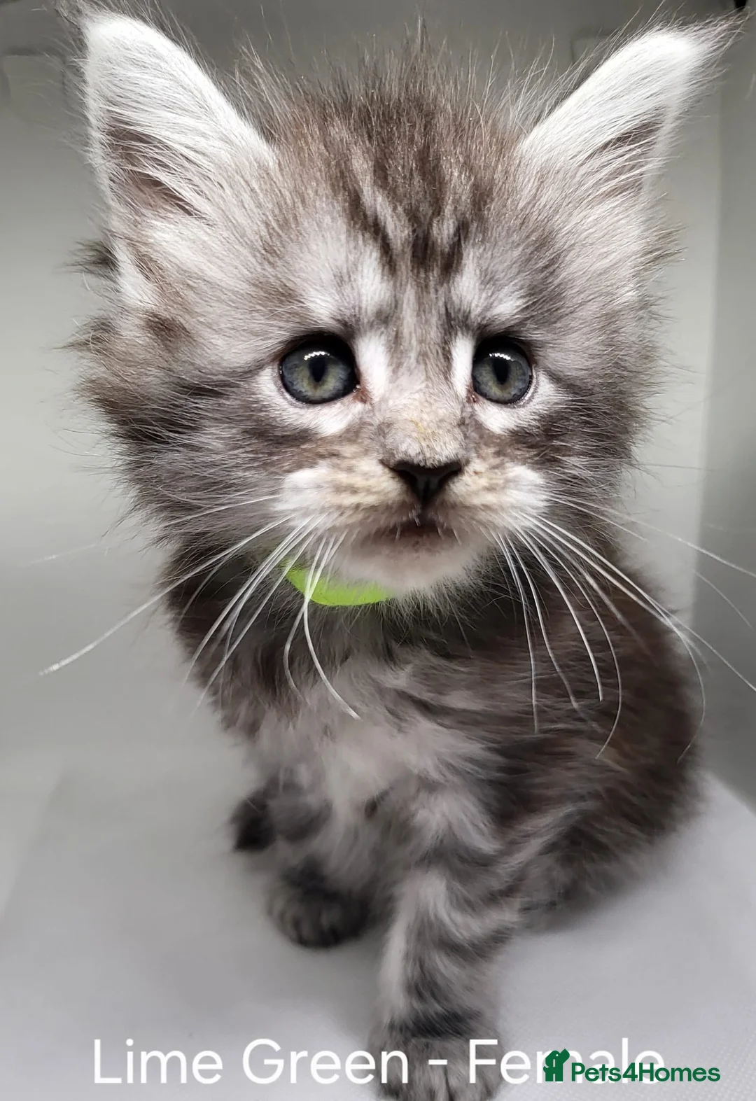 Maine Coon cats for sale: Maine Coon Kittens For Sale (Ready Soon) - Advert 1