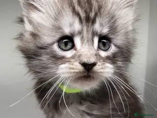 Maine Coon cats Maine Coon Kittens For Sale (Ready Soon) - Advert 3