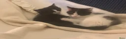 Mixed Breed cats for sale: Adorable moggie litter  in Machynlleth - Advert 8