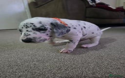 Dalmatian dogs for sale: 100% DALMATIAN LITTER - Image 36