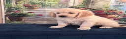 Golden Retriever dogs for sale: Beautiful Golden Retriever puppies - Advert 15