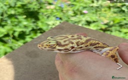 Gecko reptiles for sale: Yellow Leopard Gecko + Full setup  - Image 2