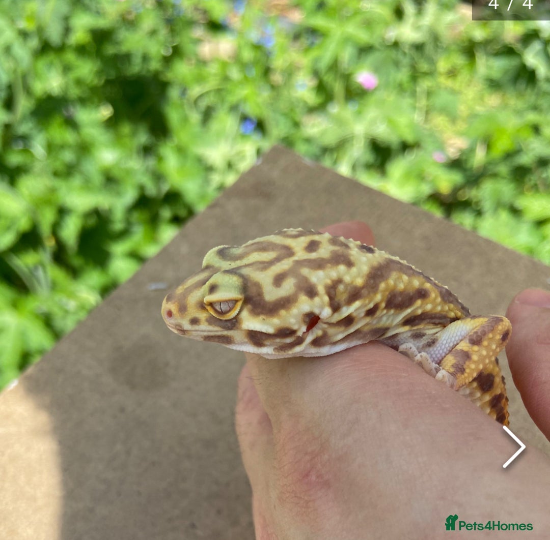 Gecko reptiles for sale: Yellow Leopard Gecko + Full setup  - Image 2