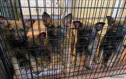 Mixed Breed dogs for sale: MAL-Sations - Advert 2