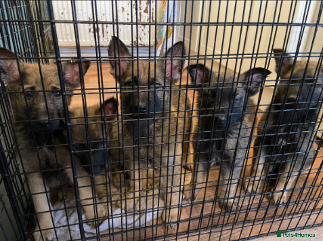 Mixed Breed dogs for sale: MAL-Sations - Advert 2