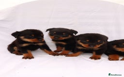 Rottweiler dogs for sale: Rottweiler puppy  - Image 13