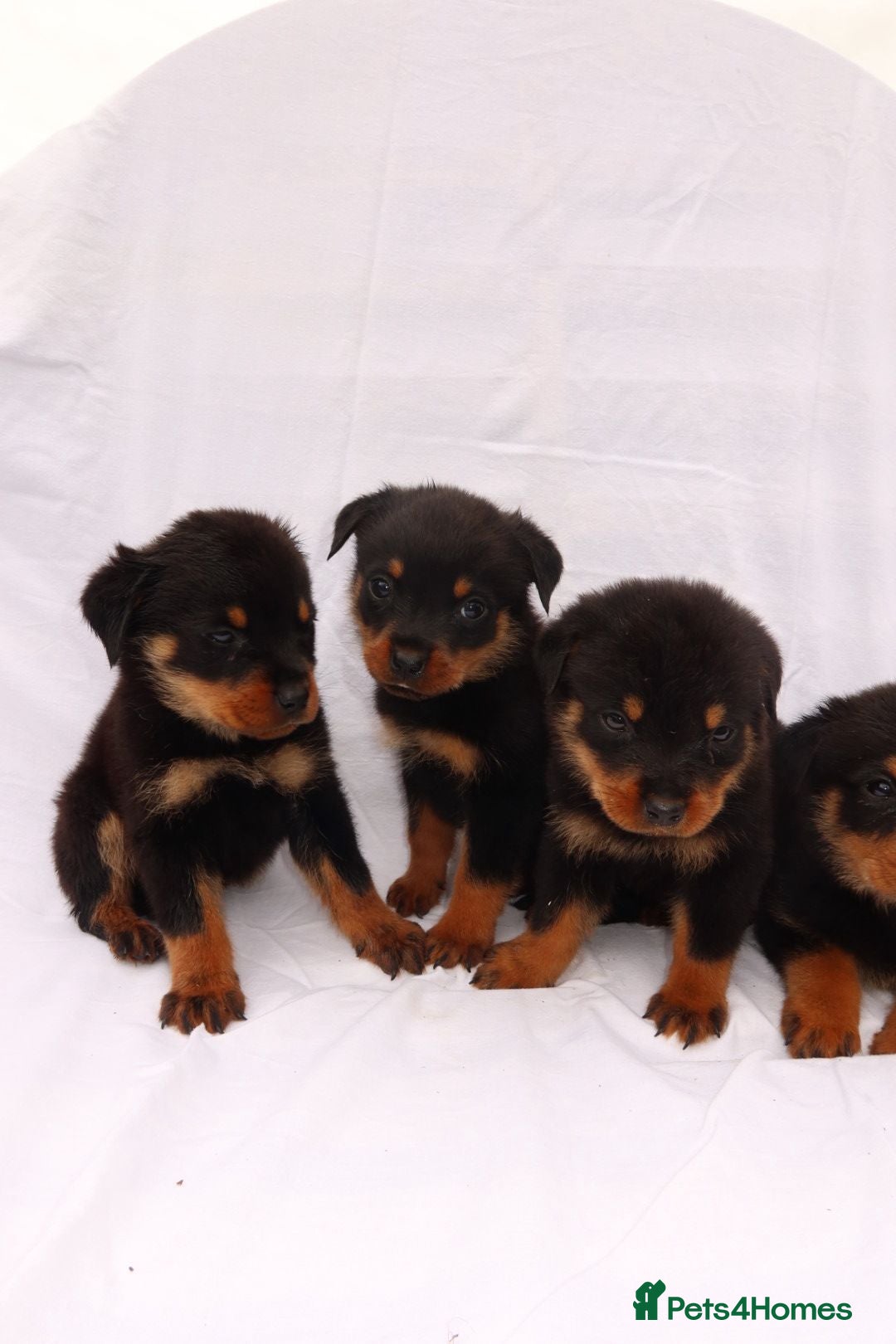 Rottweiler dogs for sale: Rottweiler puppy  - Image 13